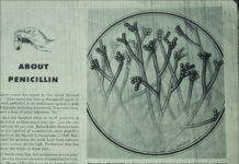 The Mold in Dr. Florey’s Coat was Penicillium