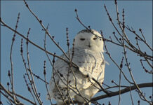 Snowy Owl Discovery Worth Every Shiver