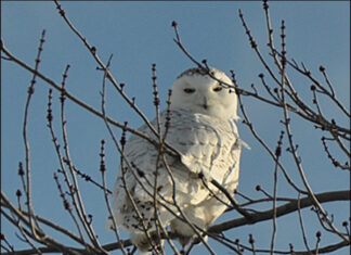 Snowy Owl Discovery Worth Every Shiver