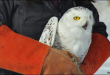 Snowy Owl Returns to the Wild Blue Yonder
