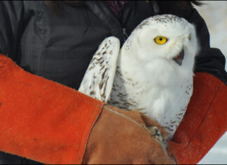 Snowy Owl Returns to the Wild Blue Yonder