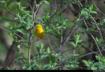 Birds of a Feather – Bird Together