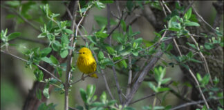 Birds of a Feather – Bird Together