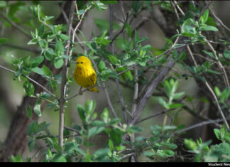 Birds of a Feather – Bird Together