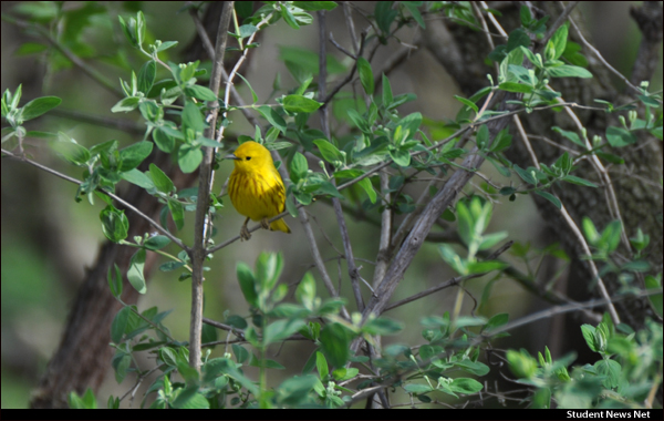 birds yellow warbler