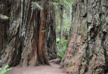 See the Forest AND the Trees at Redwood National Park