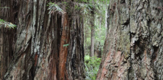 See the Forest AND the Trees at Redwood National Park