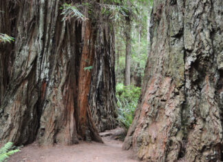 See the Forest AND the Trees at Redwood National Park